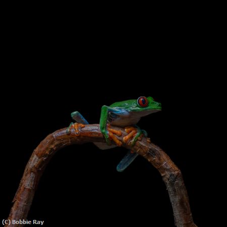 Missing Image: i_0041.jpg - Red Eyed Tree Frog