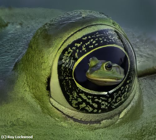 Missing Image: i_0050.jpg - Green frog eye