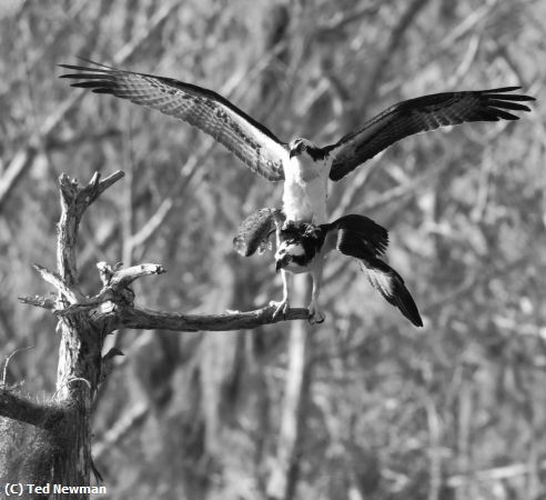 Missing Image: i_0062.jpg - ospreys playing leapfrog