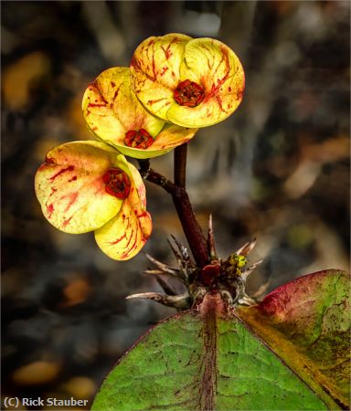 Missing Image: i_0004.jpg - Crown of Thorns Flowers