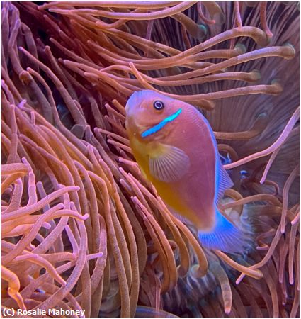 Missing Image: i_0041.jpg - Colorful Fish