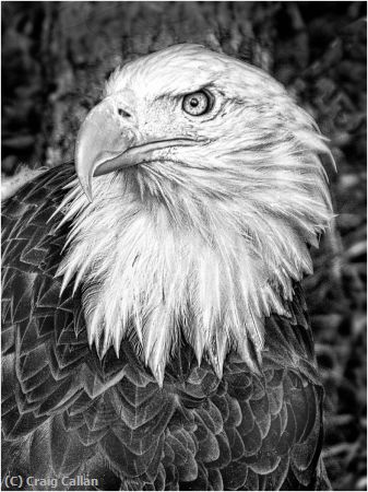 Missing Image: i_0063.jpg - Eagle  BW