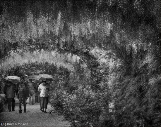 Missing Image: i_0067.jpg - wisteriaWalk