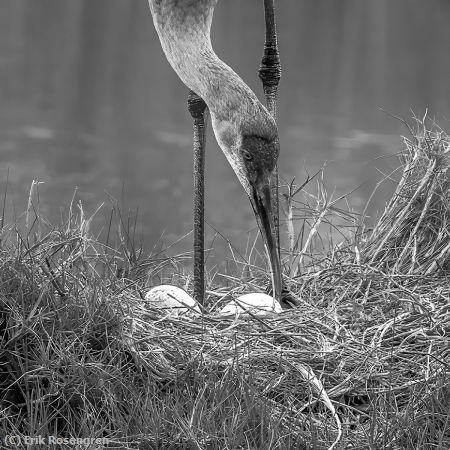 Missing Image: i_0074.jpg - Turning-her-eggs-Sandhill-Crane