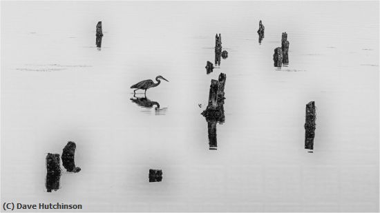 Missing Image: i_0078.jpg - Great Blue Heron and Pilings