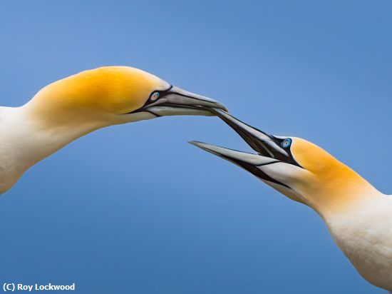 Missing Image: i_0026.jpg - Kissing Gannet Style