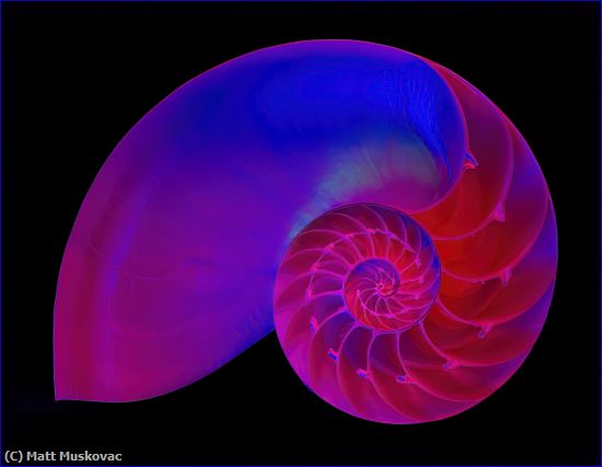 Missing Image: i_0042.jpg - Nautilus Shell Red-Blue-Yellow