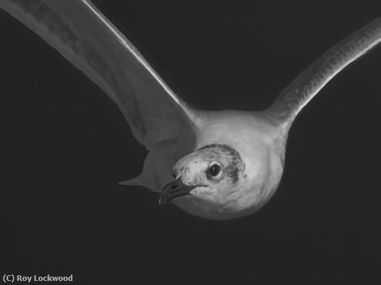 Missing Image: i_0062.jpg - Eyeing You