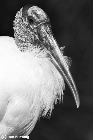 Missing Image: i_0060.jpg - Stark Stork