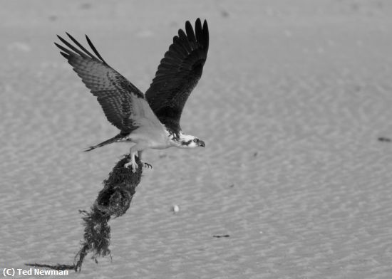 Missing Image: i_0064.jpg - nest building