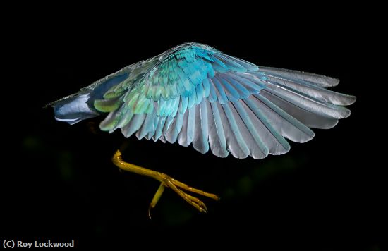 Missing Image: i_0010.jpg - Wing & Claw