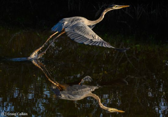 Missing Image: i_0012.jpg - Heron Lift Off