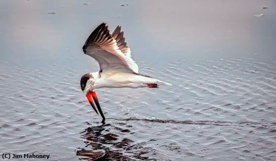 Missing Image: i_0015.jpg - Skimmer Skimming