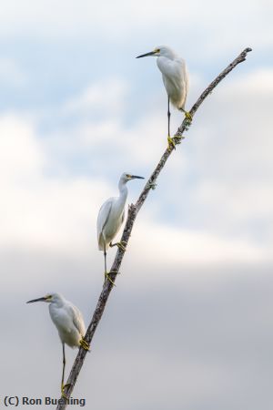 Missing Image: i_0030.jpg - The Watchers