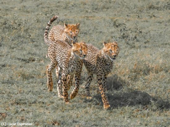 Missing Image: i_0033.jpg - In Threes