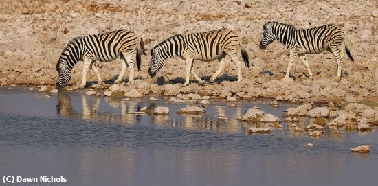 Missing Image: i_0037.jpg - Etosha Waterhole