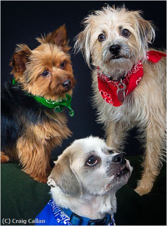 Missing Image: i_0043.jpg - Who's A Good Dog