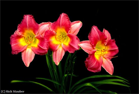 Missing Image: i_0046.jpg - Day Lilies