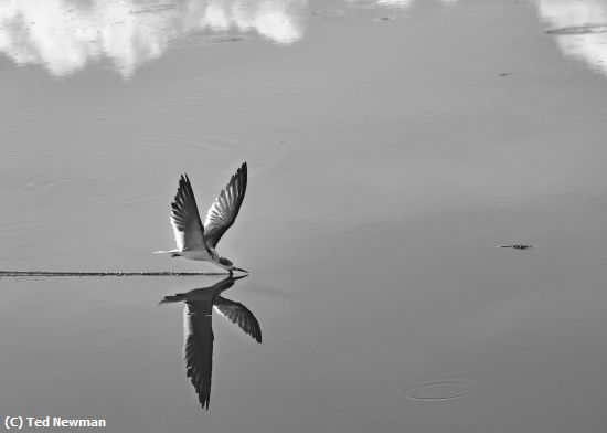 Missing Image: i_0050.jpg - skimming under a cloud