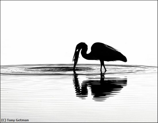 Missing Image: i_0060.jpg - Great White Egret Swallows Breakfast