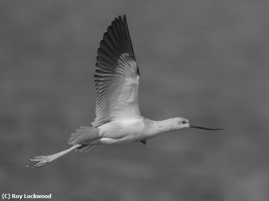 Missing Image: i_0072.jpg - Avocet in Flight