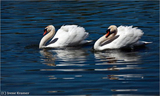 Missing Image: i_0020.jpg - Elegance in Nature - Mute Swans
