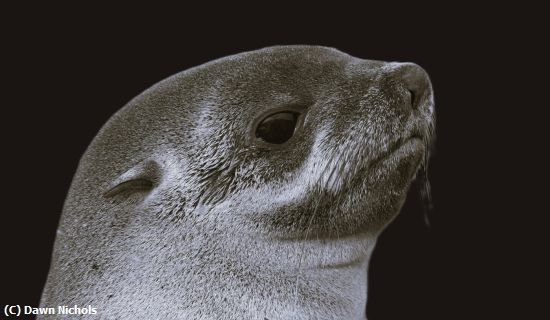Missing Image: i_0072.jpg - Fur Seal Portrait