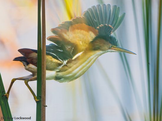 Missing Image: i_0014.jpg - Pastel Bittern