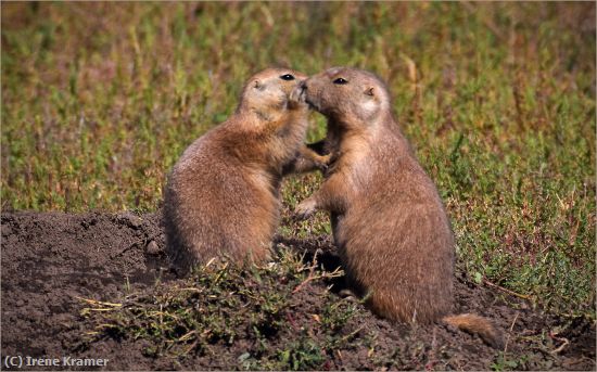 Missing Image: i_0005.jpg - Prairie Dog Secrets.