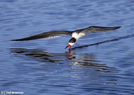 Missing Image: i_0011.jpg - skimmer earning its name