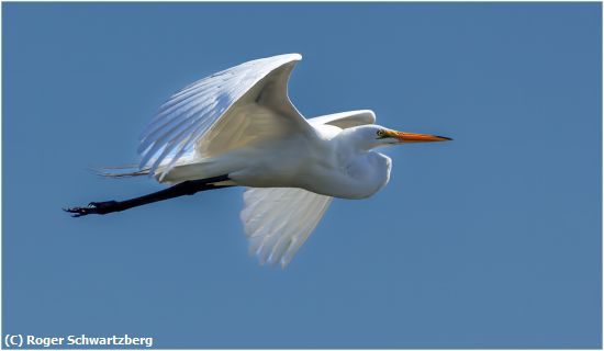 Missing Image: i_0017.jpg - Elegant Flight