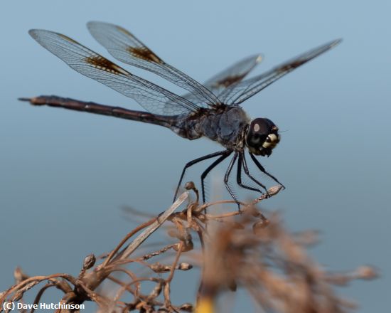 Missing Image: i_0025.jpg - Dragonfly