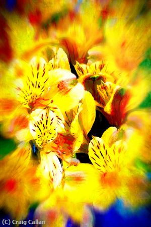 Missing Image: i_0033.jpg - Flowersplosion
