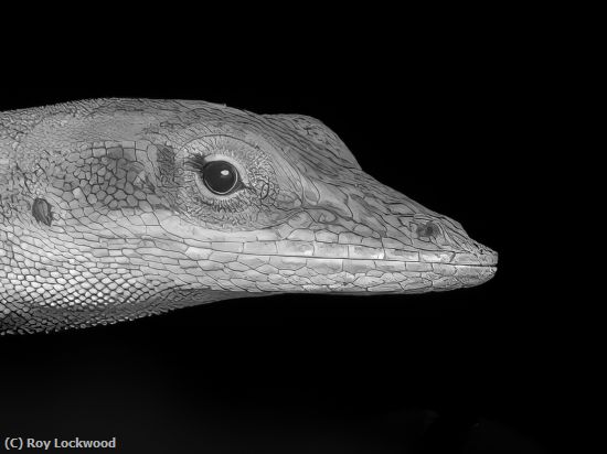Missing Image: i_0054.jpg - Local Dragon