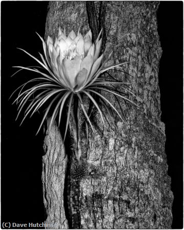 Missing Image: i_0059.jpg - Night Blooming Cereus on Oak
