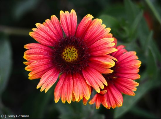 Missing Image: i_0002.jpg - Dewy Blanket Flower