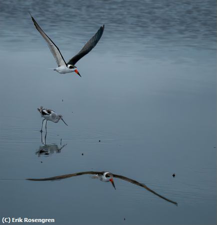 Missing Image: i_0008.jpg - Am-Avocet-and-Skimmers