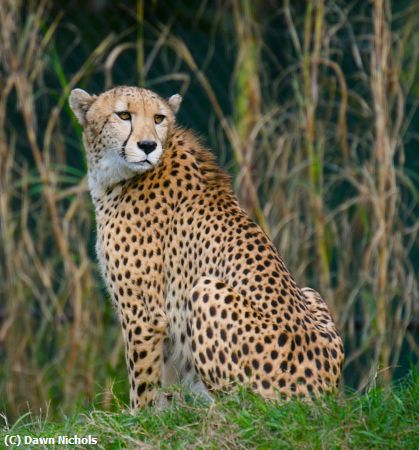 Missing Image: i_0010.jpg - Cheetah