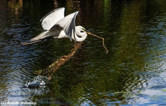 Missing Image: i_0011.jpg - Egret With Nesting Material