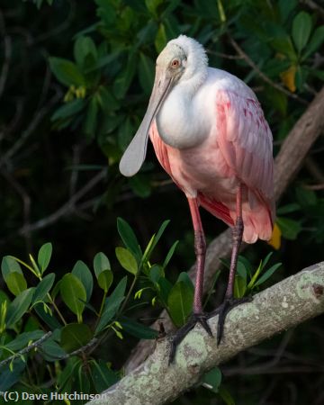 Missing Image: i_0014.jpg - Roseate Spoonbill on branch