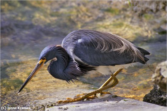 Missing Image: i_0015.jpg - Tri-colored Heron Foraging jpg