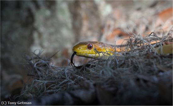 Missing Image: i_0017.jpg - Snake in the Wild
