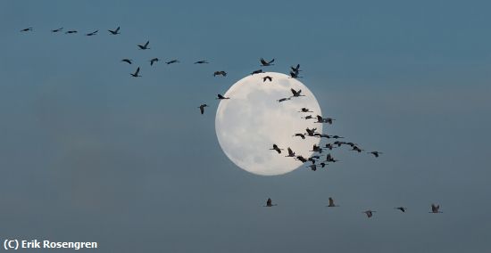 Missing Image: i_0018.jpg - Covering-the-Moon-Sandhill-Cranes