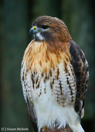 Missing Image: i_0021.jpg - Redtailed Hawk