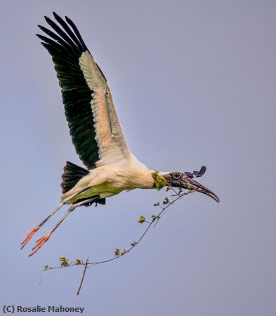 Missing Image: i_0026.jpg - Flying With Nesting Material