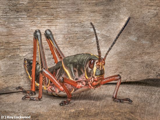Missing Image: i_0027.jpg - The Real Jiminy Cricket