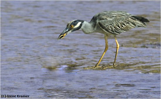 Missing Image: i_0028.jpg - Yellow-crowned Night Heron Crabbing