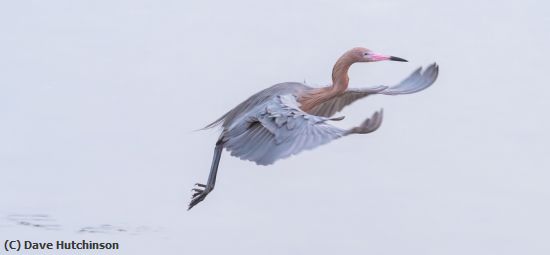 Missing Image: i_0029.jpg - Reddish Egret High Key-