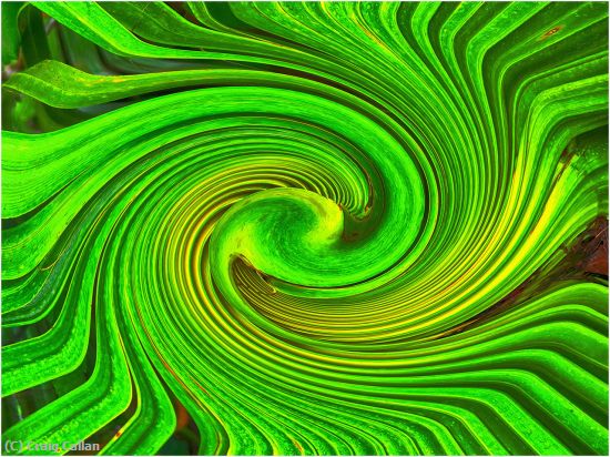 Missing Image: i_0034.jpg - Palmetto Scroll