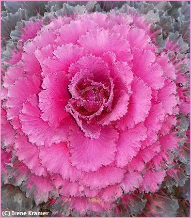 Missing Image: i_0043.jpg - Cabbage Plant